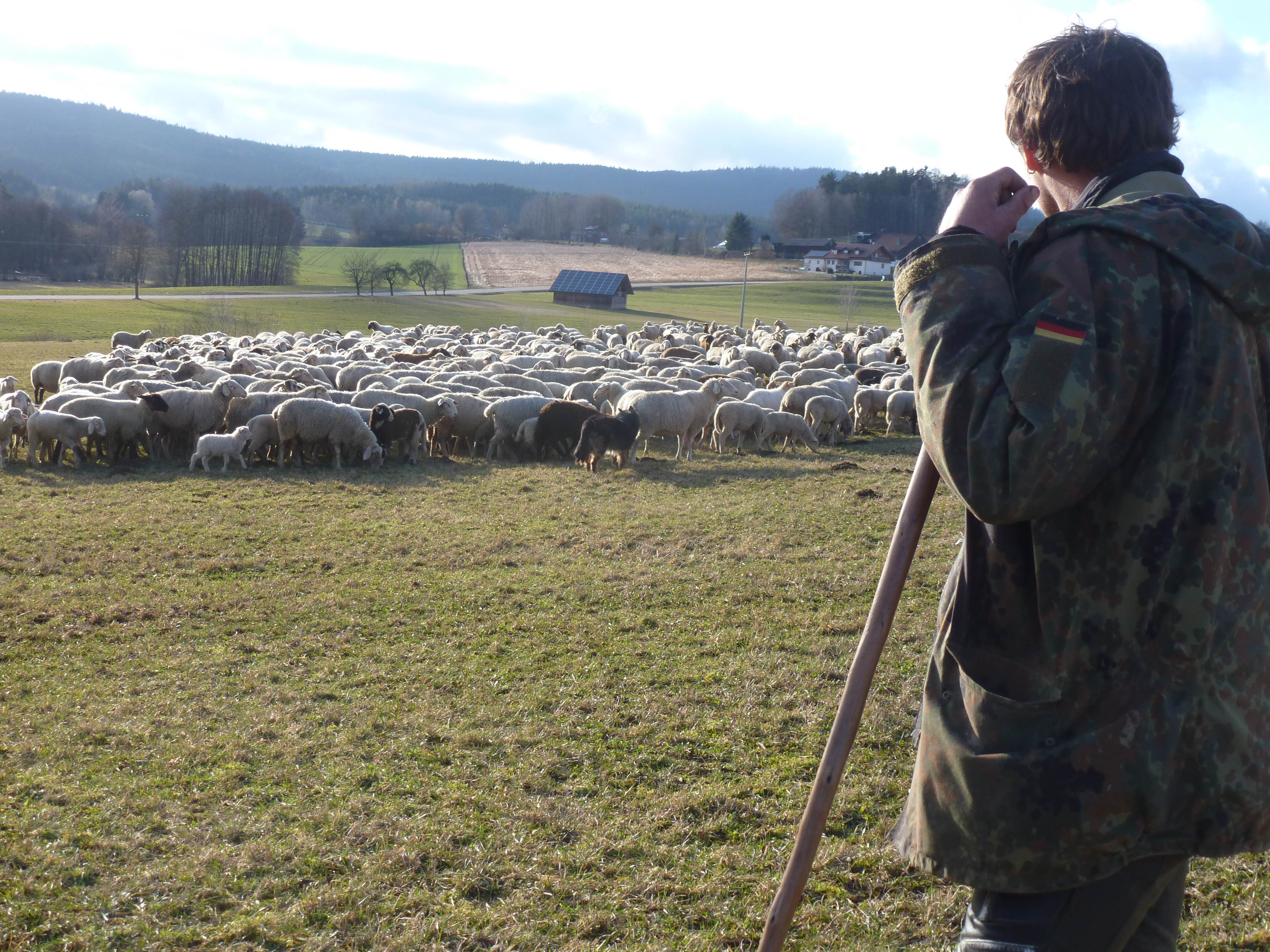 Hirte mit Schafen